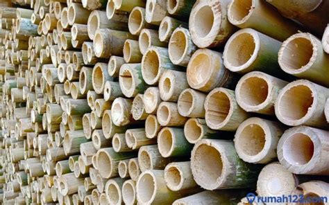Harga 1 Batang Bambu di Indonesia