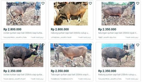 Harga 1 Ekor Sapi di Indonesia