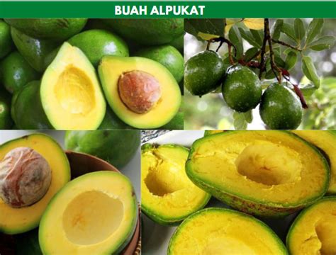 Harga Alpukat Biasa Per Kg