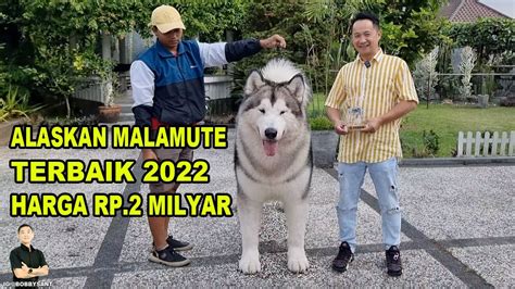 Harga Anak Anjing Alaskan Malamute