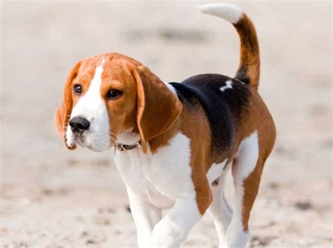 Harga Anak Anjing Beagle