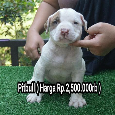 Harga Anak Anjing Pitbull di Indonesia