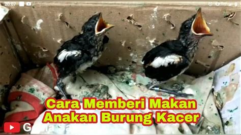 Harga Anakan Burung Kacer di Indonesia