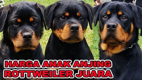 Harga Anakan Rottweiler di Indonesia
