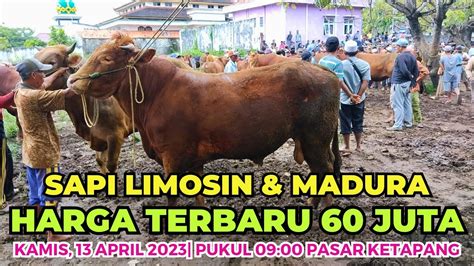 Harga Anakan Sapi Limosin Di Indonesia