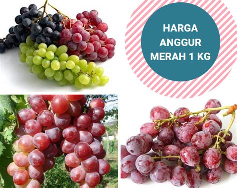 Harga Anggur Per Kilo di Indonesia