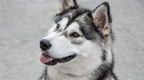 Harga Anjing Alaska: Apa yang Harus Anda Ketahui?