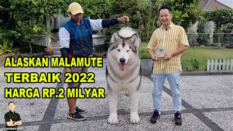 Harga Anjing Alaskan Malamute