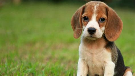 Harga Anjing Beagle, Si Anjing Lucu dan Manja