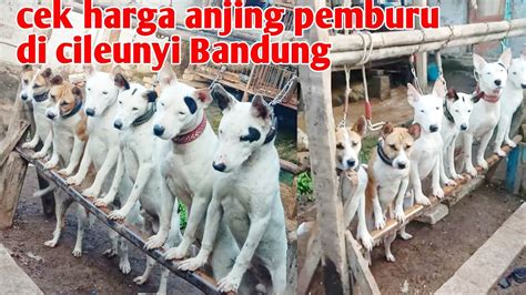 Harga Anjing Cow Cow di Indonesia