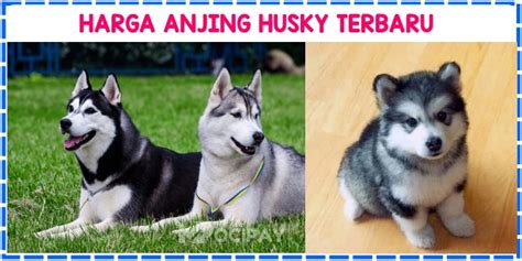 Harga Anjing Husky Anakan