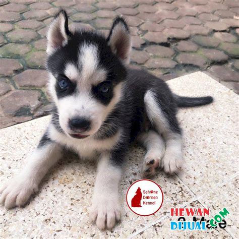 Harga Anjing Husky Puppy di Indonesia