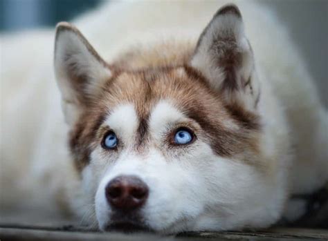 Harga Anjing Husky: Mengenal Jenis Anjing Istimewa Ini