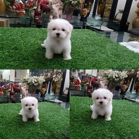 Harga Anjing Maltese yang Paling Terjangkau