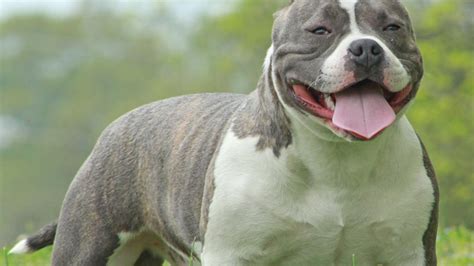 Harga Anjing Pitbull: Berbagai Faktor yang Mempengaruhi