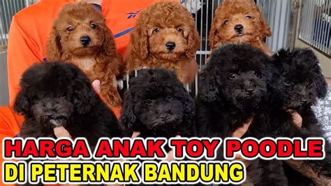 Harga Anjing Poodle Murah di Indonesia