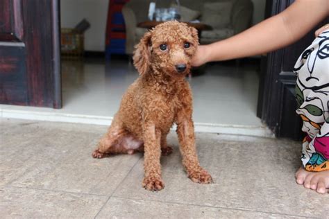 Harga Anjing Red Toy Poodle