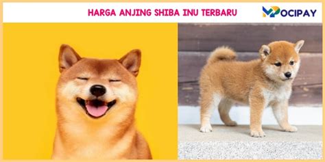 Harga Anjing Shiba Inu yang Paling Terjangkau di Indonesia
