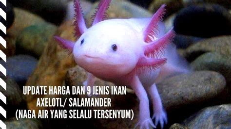 Harga Axolotl – Keunikan Reptil Air Tawar yang Unik