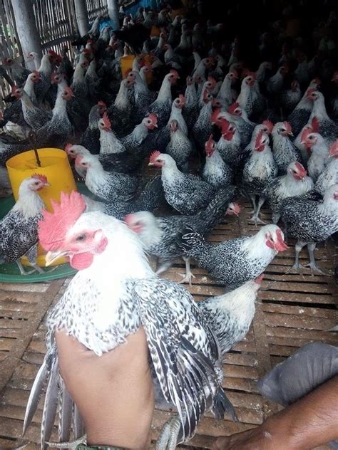 Harga Ayam Arab Jantan