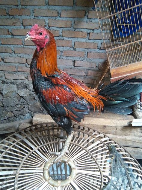 Harga Ayam Bangkok Murah dan Berkualitas