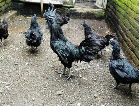 Harga Ayam Cemani 2021