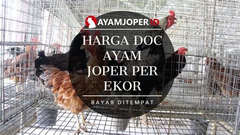 Harga Ayam Joper Per Ekor