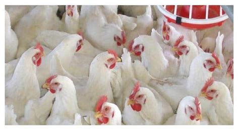 Harga Ayam Kampus: Berbagai Jenis dan Harga