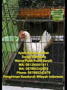 Harga Ayam Ketawa Jantan di Indonesia