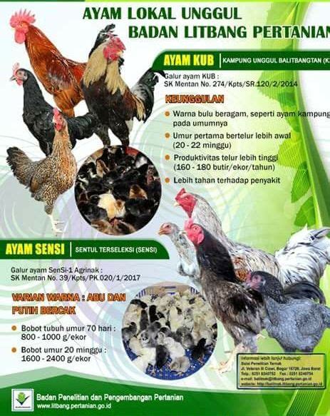 Harga Ayam Kub Per Ekor di Indonesia