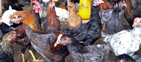 Harga Ayam Kub Perkilo: Berbagai Macam Harga dan Jenis Ayam Kub