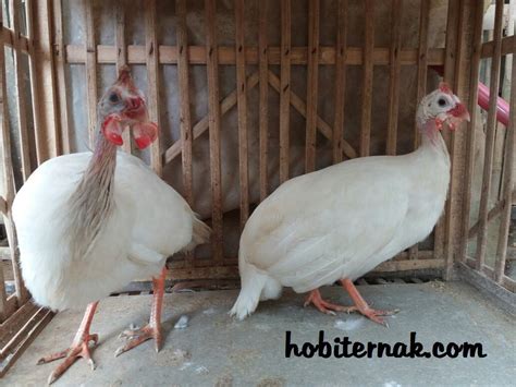 Harga Ayam Mutiara - Berapa Harga Ayam Mutiara di Pasaran?