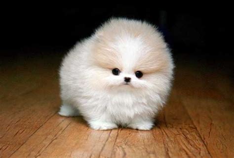 Harga Baby Doge, Dapatkan Anjing Pomeranian Dengan Harga Terjangkau!