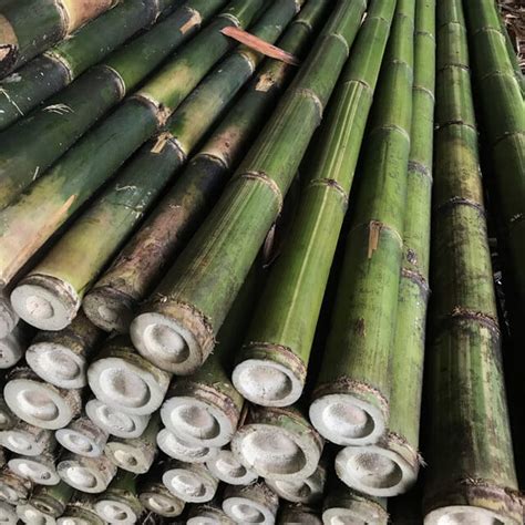 Harga Bambu Hitam Per Batang di Indonesia