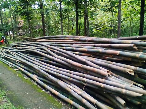 Harga Bambu Per Batang Di Pasaran Indonesia