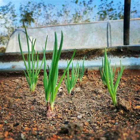 Harga Bawang Daun di Pasaran