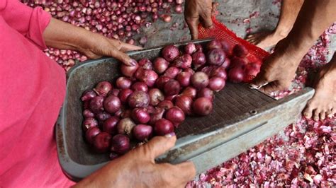 Harga Bawang Merah di Medan: Apa yang Tersedia dan Berapa Harganya?