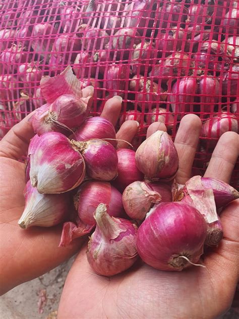 Harga Bawang Merah per Kg