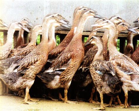 Harga Bebek Petelur Unggul: Memahami Berbagai Faktor yang Berpengaruh