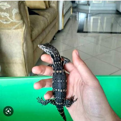 Harga Biawak Kecil - Semua yang Anda Perlu Tahu