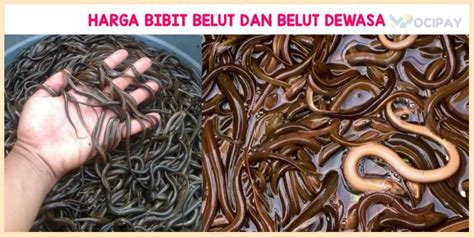 Harga Bibit Belut Per Kg - Semua yang Perlu Anda Ketahui