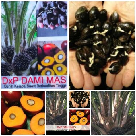 Harga Bibit Sawit Dami Mas