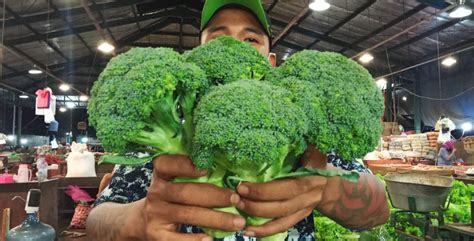 Harga Brokoli di Indonesia
