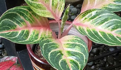 Harga Bunga Aglaonema Termahal