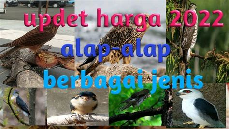 Harga Burung Alap Alap Jawa