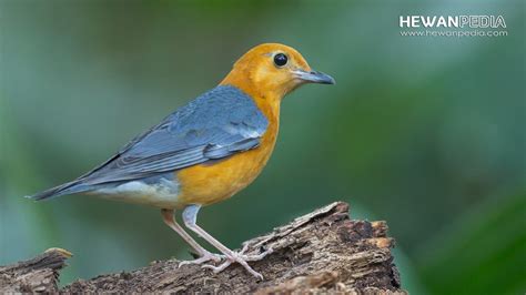 Harga Burung Anis Merah: Berapa Biaya Untuk Berkembang Biak?