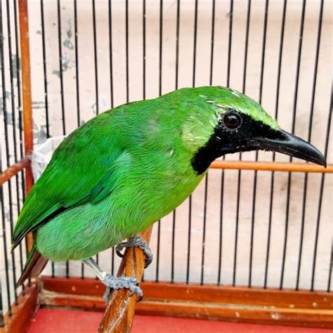 Harga Burung Cucak Ijo