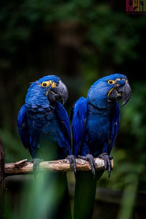 Harga Burung Hyacinth Macaw