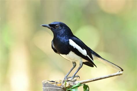 Harga Burung Kacer Gacor