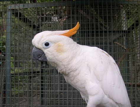 Harga Burung Kaka Tua: Pelajari Tentang Biaya Berbagai Jenis Kaka Tua